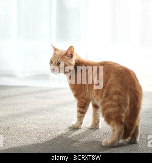 An orange tabby cat turns its head back over its shoulder while standing in sunlight. Its body is mid-stride and alert. Stock Photo