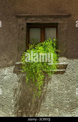 Old window with cascading green vine on textured stucco wall Stock Photo