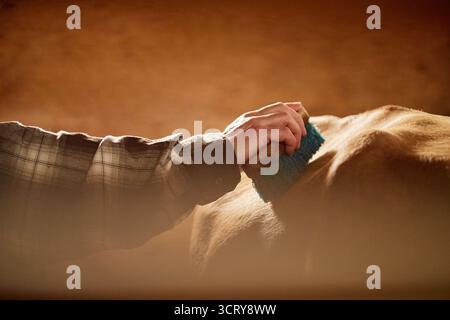 Caucasian Middle Aged Man Brushing Horse Indoors with Gentle Care Stock Photo