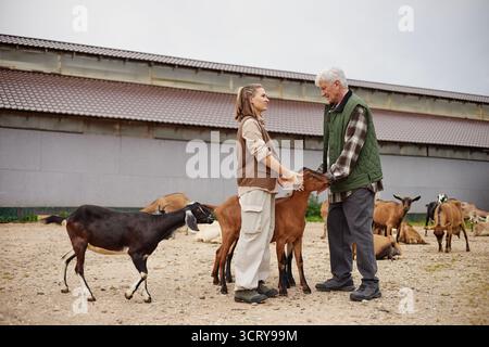 Senior Caucasian Man and Young Adult Caucasian Woman Feeding Goats Outdoors Stock Photo