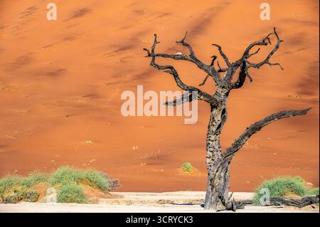 Dead tree near Sossusvlei in Namibia Stock Photo