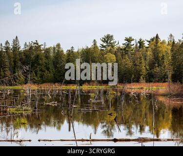 Remote pond in lush forest, dead trees in calm water, marsh and pines under clouds Stock Photo