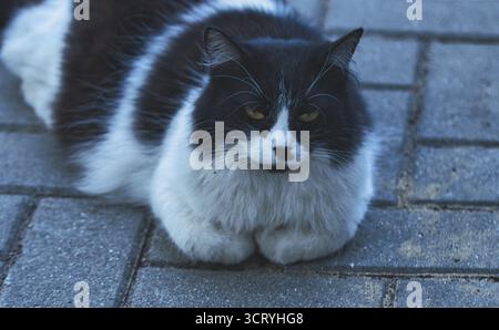 Portrait of a black and white cat with big yellow eyes Stock Photo