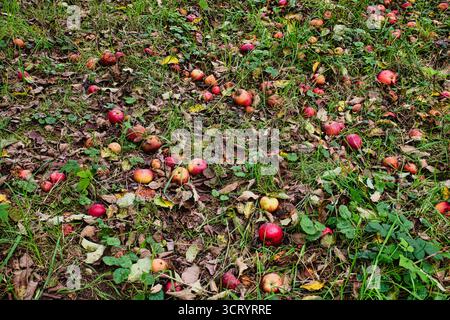 Rotten apples fallen on ground in autumn orchard with dry leaves and green grass Stock Photo