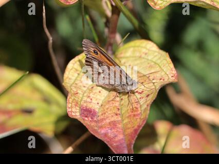 A Meadow Brown butterfly on a leaf Stock Photo