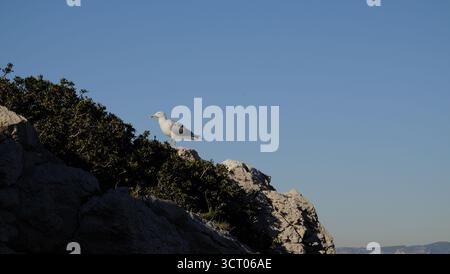 Seagull standing on rocky cliff edge against blue sky and sunlight in Mediterranean coastal landscape Stock Photo