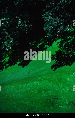 Tree shadows fall over bright green algae on water in Opole, Poland, creating an abstract, moody nature scene. Stock Photo
