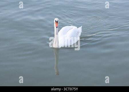 A mute swan / cygnus olor swimming on Lake Balaton at dusk Stock Photo