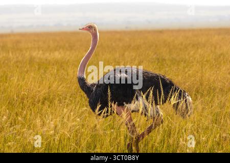A male Masai ostrich (Struthio camelus massaicus) walks through the golden savanna grasses of Maasai Mara National Reserve Kenya Stock Photo
