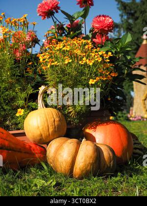 Vertical layered autumn composition with pumpkins and colorful flowers arranged in three tiers Stock Photo