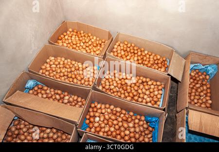 production organic eggs, non washed in big carton boxes before packed for retail at the farm, african small entrepreneur , Botswana Stock Photo