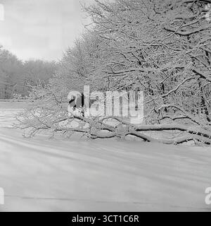 A picturesque black and white archival photograph from the 1970s, showing a romantic winter landscape in the Mayaky Forestry, Ukrainian SSR. A large tree branch, heavy with freshly fallen snow, has bent down to the ground, creating a natural arch over the pristine snow. In the distance, the small figures of a couple can be seen enjoying a winter walk. This atmospheric and idyllic "winter sketch" captures the serene, fairy-tale beauty of the forest after a heavy snowfall Stock Photo