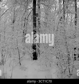 An atmospheric black and white archival photograph from the 1970s, showing a dense winter forest in the Mayaky Forestry, Ukrainian SSR. The image is a graphic study of nature, with every tree and branch delicately coated in a thick layer of frost and snow. A small, man-made bird feeder is attached to a tree trunk, a subtle sign of human care amidst the wild, silent beauty of the woods. This poetic "winter sketch" captures the intricate patterns and profound quiet of the forest in deep winter Stock Photo