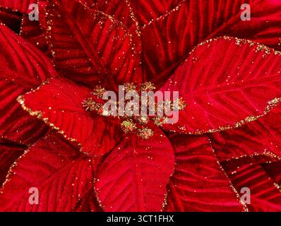 Red Christmas Poinsettia with Shiny Gold Glitter - Festive Decorative Background Perfect for Seasonal Greeting Cards. Ultra High Resolution Stock Photo