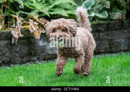 Working Cocker Spaniel and Australian Labradoodle Stock Photo