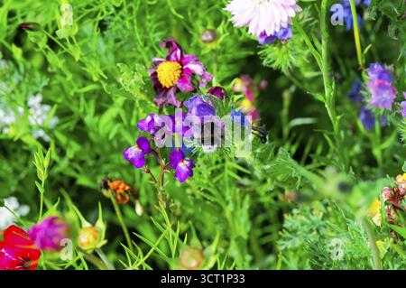 Bees fly over a sea of colourful wildflowers and collect nectar on a sunny summer's day, Colourful flower meadow, Schwaebisch Gmuend, Baden-Wuerttembe Stock Photo