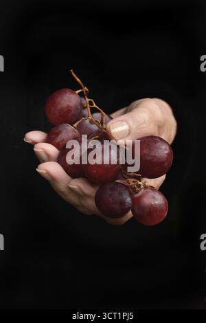 Red grapes in hand Stock Photo