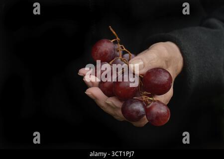 Red grapes in hand Stock Photo