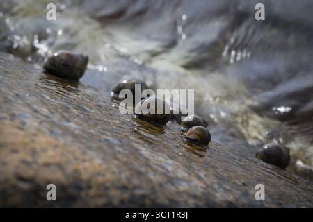 Sea snails on a rock in the surf, Resoe Island, Bohuslaen, Skagerrak, Sotenaes, Vaestra Goetalands laen, Sweden Stock Photo