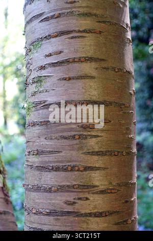 Prunus Serrulata (Japanese Cherry) Tree Trunk on Display at Abbotsbury Subtropical Gardens, Abbotsbury, Weymouth, Dorset, England, UK. Stock Photo