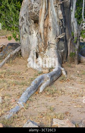 Spectacular tree roots on the surface of the ground Stock Photo - Alamy