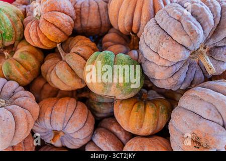 types of pumpkins on display Stock Photo