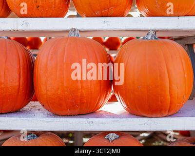 types of pumpkins on display Stock Photo