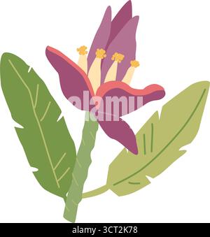Purple banana blossom with green leaves illustration. Stock Vector