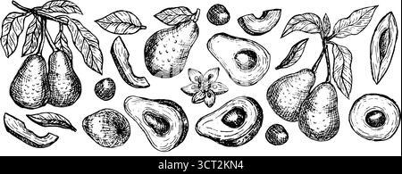 Avocado vector illustration set - fruits, whole and half with seed, slices and leaves. Linear illustration. Hand drawn avocado sketch in vintage botan Stock Vector