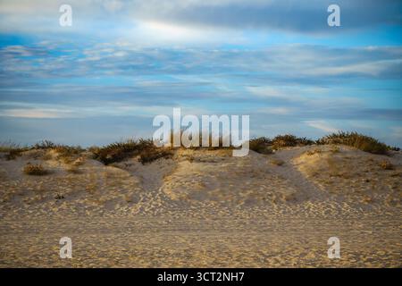 Sunlit sand dunes and scattered plants beneath a peaceful blue sky. Stock Photo