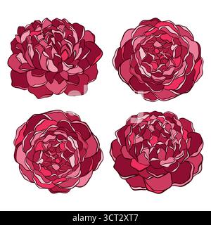 Hand drawn peony flower isolated on white background. Vector ...