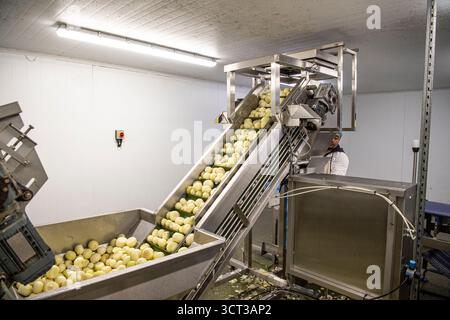 onion peeling machine in a pasty factory Stock Photo