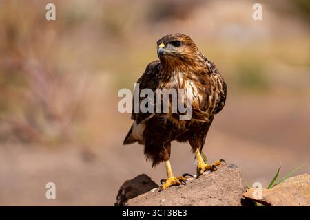 Common buzzard (Buteo buteo) perched on volcanic rock with Fuerteventura landscape in the background Stock Photo