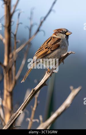 A male house sparrow perched on a twig in northern Brittany Passer domesticus Stock Photo