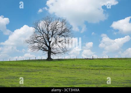 An oak tree without leaves on top of a hill in a meadow Stock Photo
