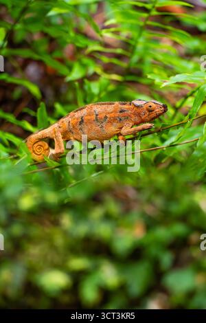 An orange panther chameleon on Reunion Island called locally the sleeping Stock Photo