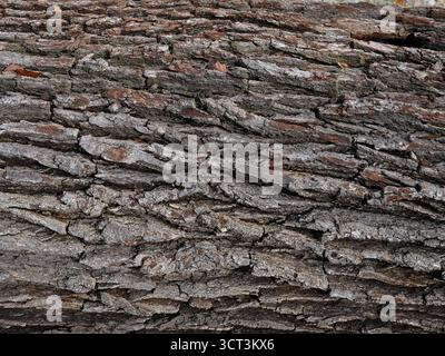 Century-old oak bark texture Stock Photo