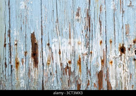 An old wooden door with peeling blue paint and rusty nails Stock Photo