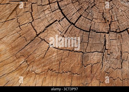 A cracked wood material Stock Photo