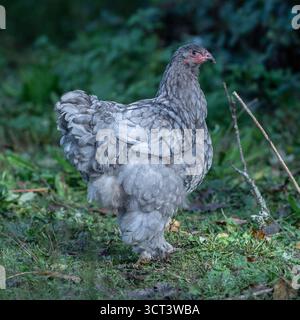 blue brahma hen walking in garden Stock Photo