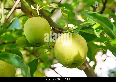 Two green apples hanging from a tree. The apples are ripe and ready to be picked. The tree is full of leaves and branches, providing a lush and vibran Stock Photo