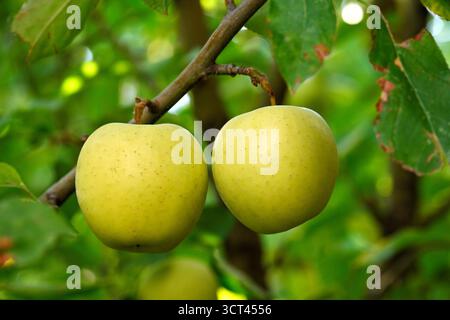 Two apples hanging from a tree branch. The apples are green and appear to be ripe. Concept of freshness and abundance, as the apples are ready to be p Stock Photo