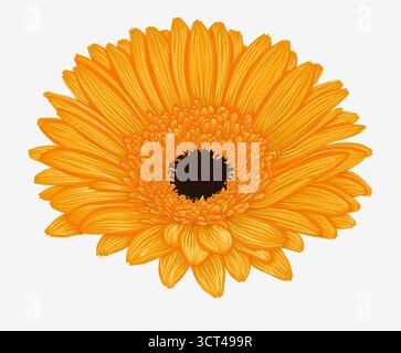 Beautiful yellow gerbera isolated on white background Stock Vector