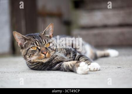 Tabby cat lying down in a yard on a farm Stock Photo