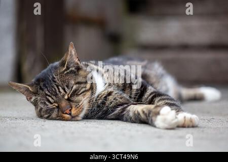 Tabby cat lying down in a yard on a farm Stock Photo