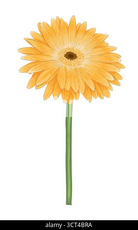 Beautiful yellow gerbera isolated on white background Stock Vector