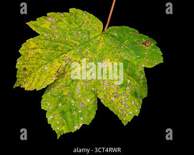 A leaf with spots on it. The leaf is green and has brown spots. The spots are small and scattered all over the leaf Stock Photo