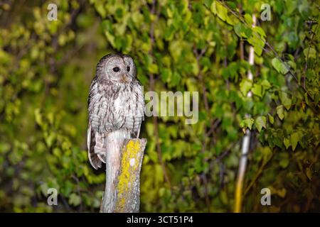 The tawny owl (Strix aluco), also called the brown owl, is a stocky, medium-sized owl in the family Strigidae Stock Photo