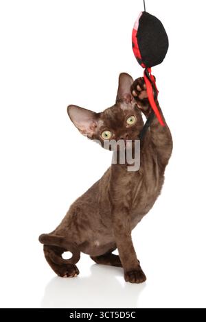 Playful Devon Rex cat standing on hind legs and reaching up to catch a toy on a white background Stock Photo