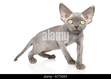 Young devon rex kitten sitting on white background with big green eyes and curly coat Stock Photo